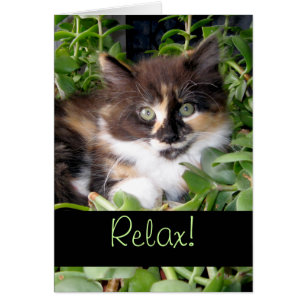 Relax! Enjoy Life Calico Cat Greeting