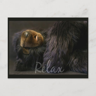 Relax Post Card With Sleeping Bear