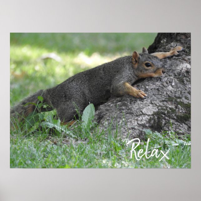 Relax Squirrel Resting on Tree Roots Poster (Front)