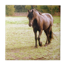 Relaxed Brown Horse Walking