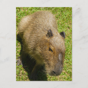Relaxed Capybara on Green Grass Postcard