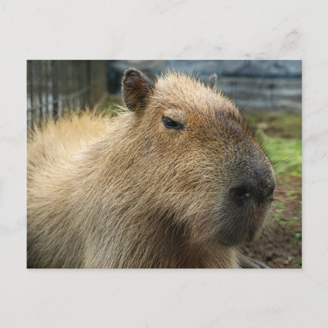 Relaxed Capybara Portrait Postcard (Front)