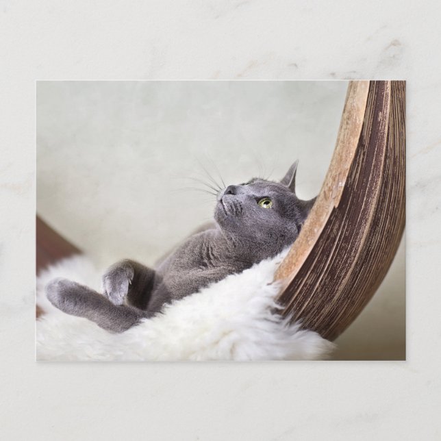 Relaxed Cat Postcard (Front)