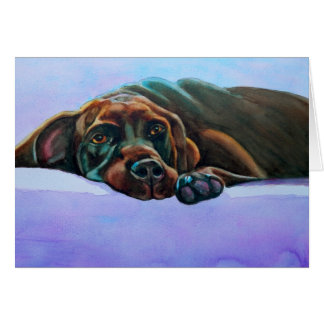 Relaxed Chocolate Lab Dog