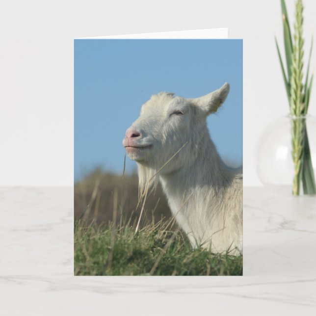 relaxed goat card (Front)