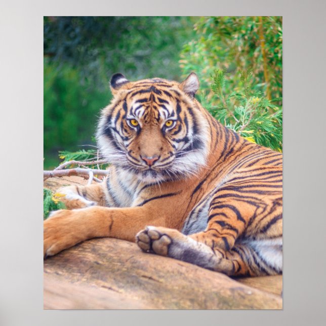 Relaxed Reclining Tiger Poster (Front)