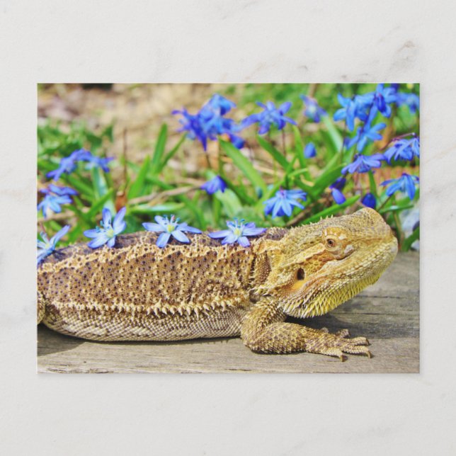 Relaxing Bearded Dragon Postcard (Front)