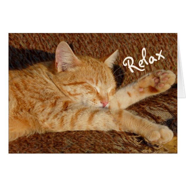 Relaxing Cat (Front Horizontal)