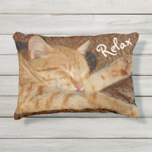 Relaxing Cat