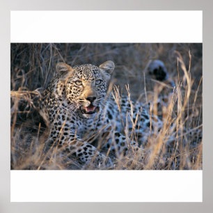 Relaxing Cheetah Poster
