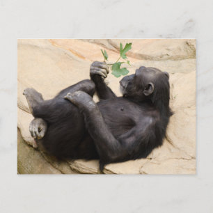 Relaxing chimpanzee postcard