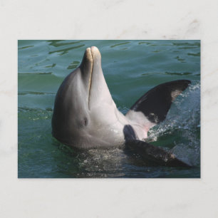 Relaxing Dolphins Postcard