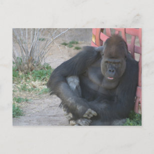 Relaxing Gorilla Postcard