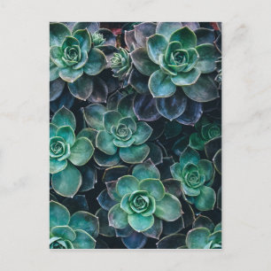 Relaxing Green Blue Succulent Cactus Plants Postcard