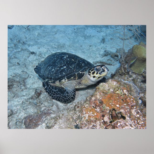 Relaxing Hawksbill Poster (Front)