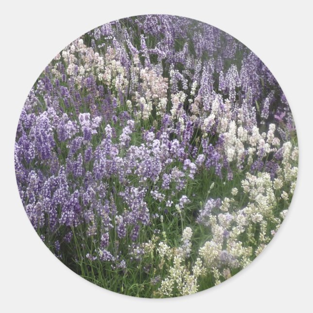 Relaxing Lavender Fields Sticker (Front)