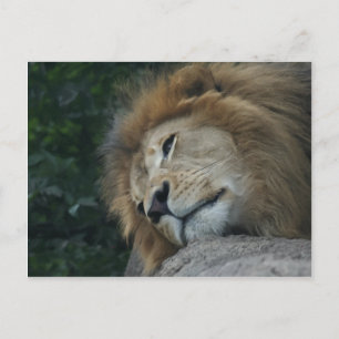 Relaxing Lion Horizontal Postcard