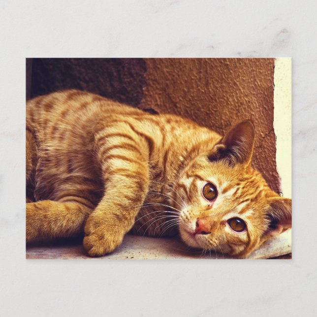 Relaxing Orange Tabby Cat Postcard (Front)