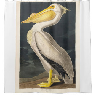 Remastered Audubon American White Pelican
