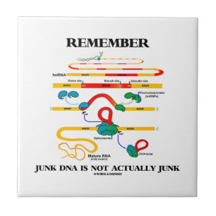Remember Junk DNA Is Not Actually Junk Tile