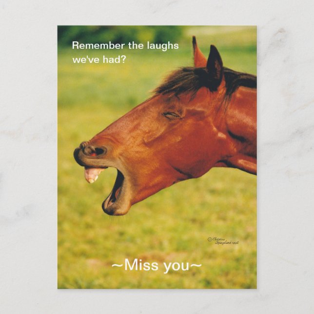 Remembering Laughs horse Postcard (Front)