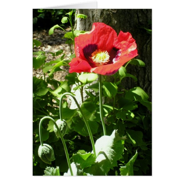 Remembrance Poppy (Front)