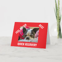 BOSTON TERRIER obtenir carte de puits