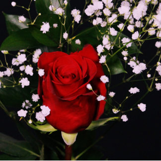 Remerciements Carte de Saint-Valentin romantique Red Rose