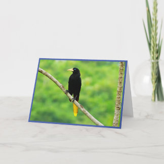 Remerciements Carte de voeux pliée Oropendola