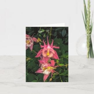 Remerciements Columbine @ carte de Stenton House Museum & Garden