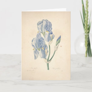 Remerciements Iris Pallida d'iris par la carte de sympathie de