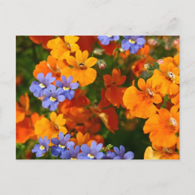 Reminder of Spring Postcard (Front)