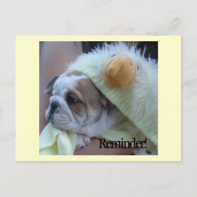 Reminder Postcards English Bulldog Puppy (Front)