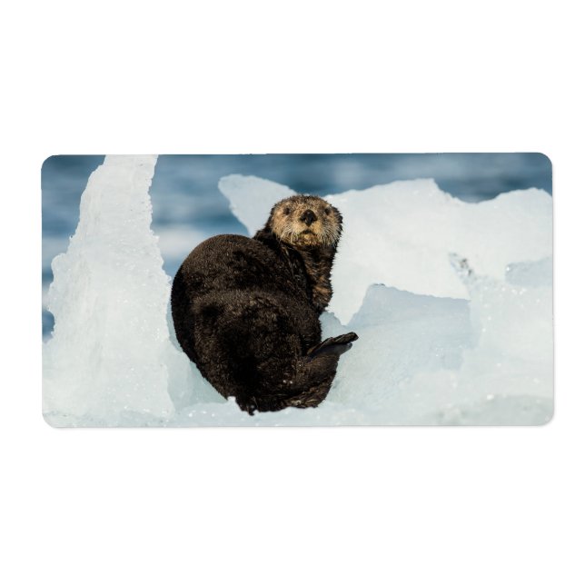 Remise de la Loure de mer (Devant)