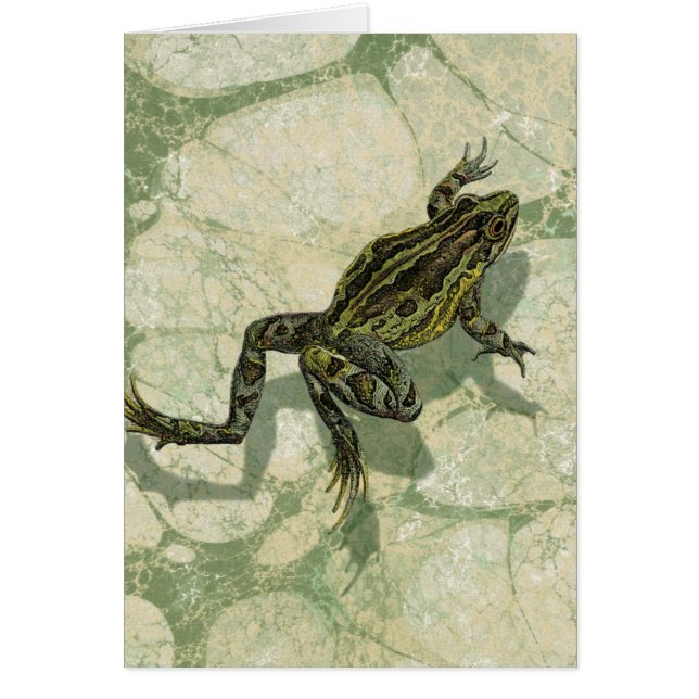 Remonter le crapaud dans l'eau (Devant)