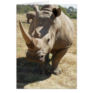 Remplissage de rhinocéros