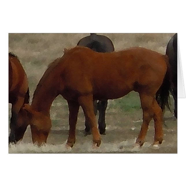 Remuda Herd Grazes - Ranch Cow Horses - Blank (Front Horizontal)