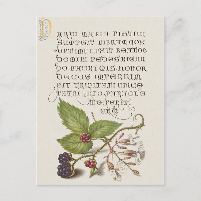 Renaissance Blackberry Fruit Calligraphy Postcard (Front)