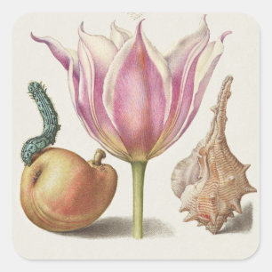 Renaissance Calligraphy Art Pink Tulip and Pear Square Sticker