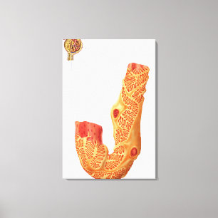 Renal Corpuscle And The Filtration Membrane Canvas Print