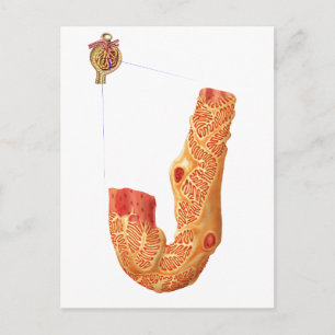 Renal Corpuscle And The Filtration Membrane Postcard