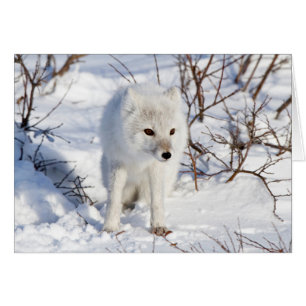 Renard Arctique, zone de gestion de la faune de Ch