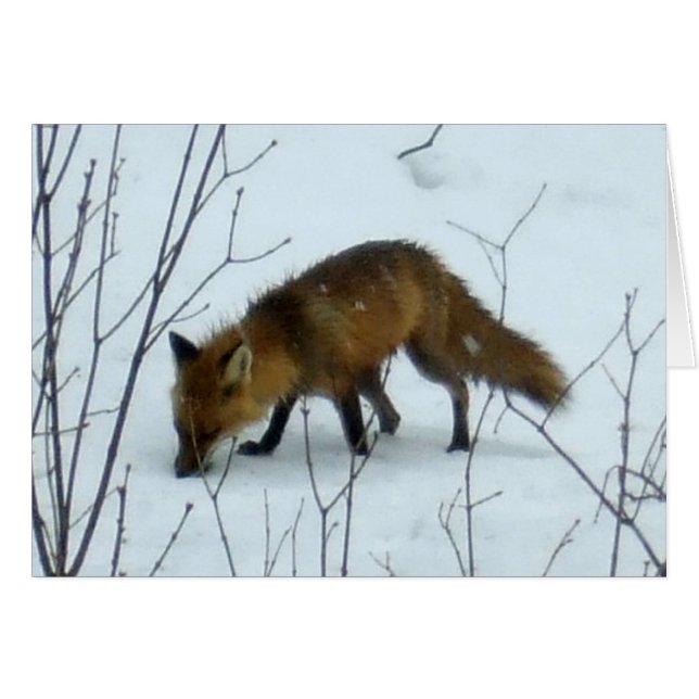 Renard en neige - Carte blanche (Devant horizontal)