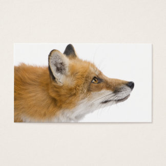Renard rouge