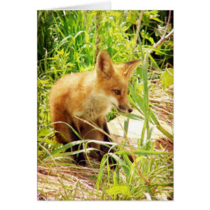 Renard rouge