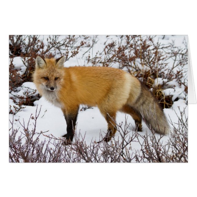 Renard rouge dans la neige en hiver (Devant horizontal)