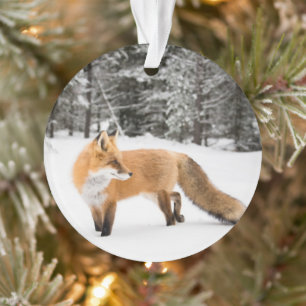 Renard rouge de la neige blanche