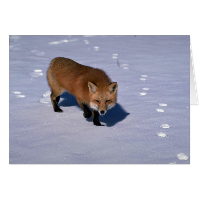 Renard rouge sur neige (Devant horizontal)