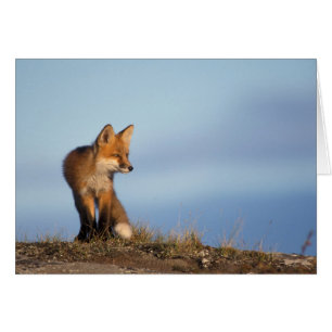renard rouge, Vulpes vulpes