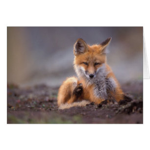 renard rouge, Vulpes vulpes, chiot se grattant,